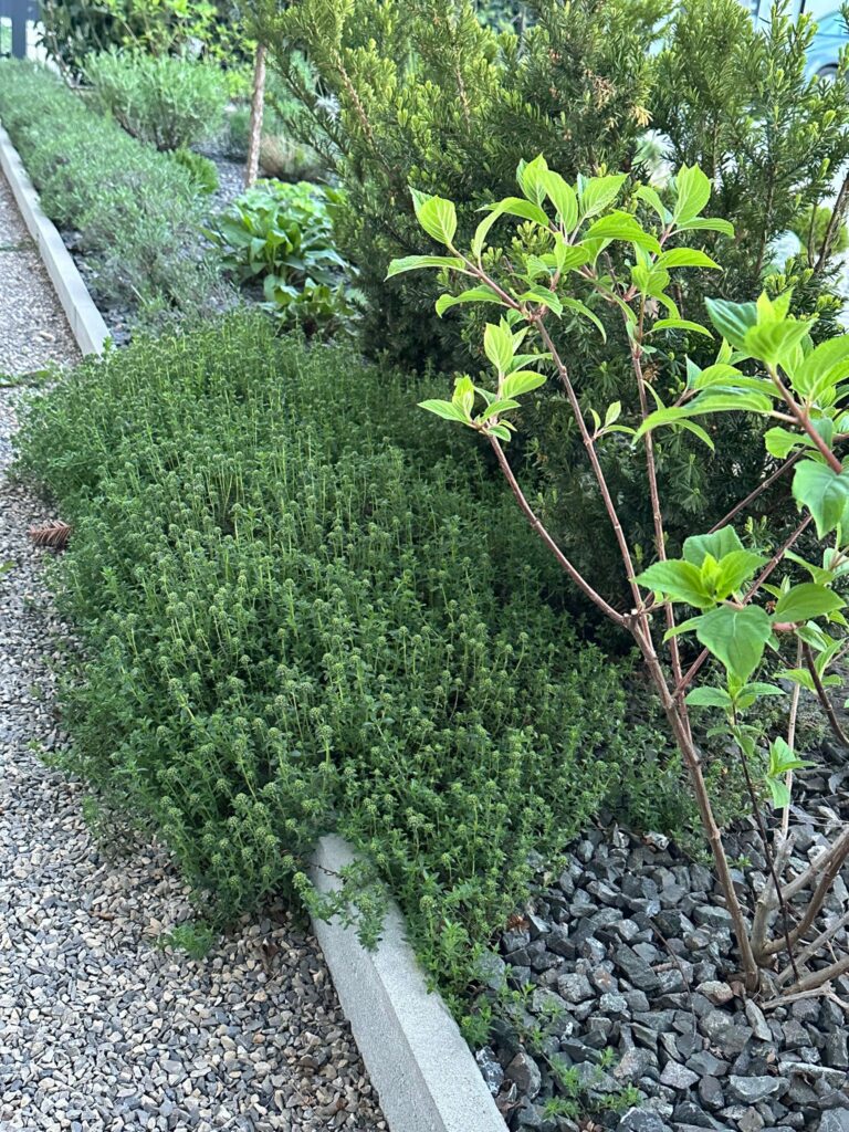 yard transformation design 06